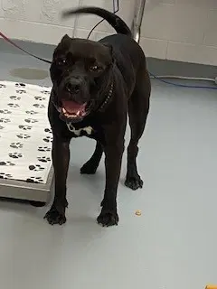 Sir - Pit Bull Terrier