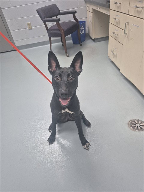 Ziva