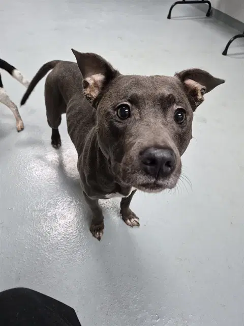 Layla - Pit Bull Terrier