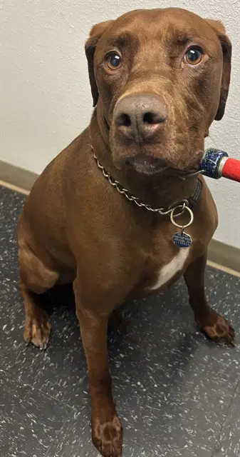 Moose - Rhodesian Ridgeback