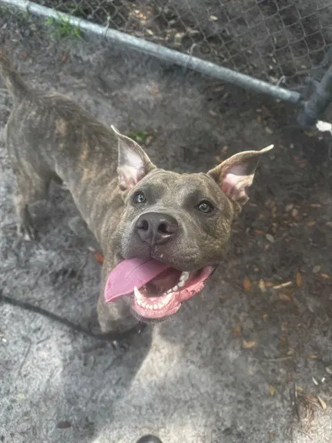 Taco - Pit Bull Terrier