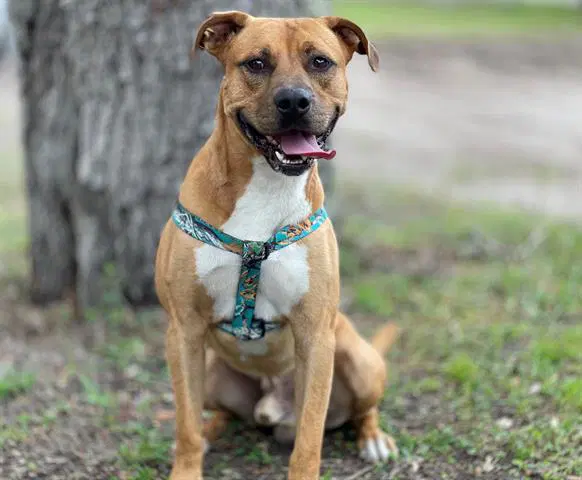 Boots - Pit Bull Terrier