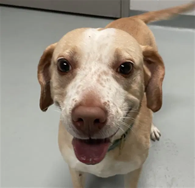 Peach - Labrador Retriever