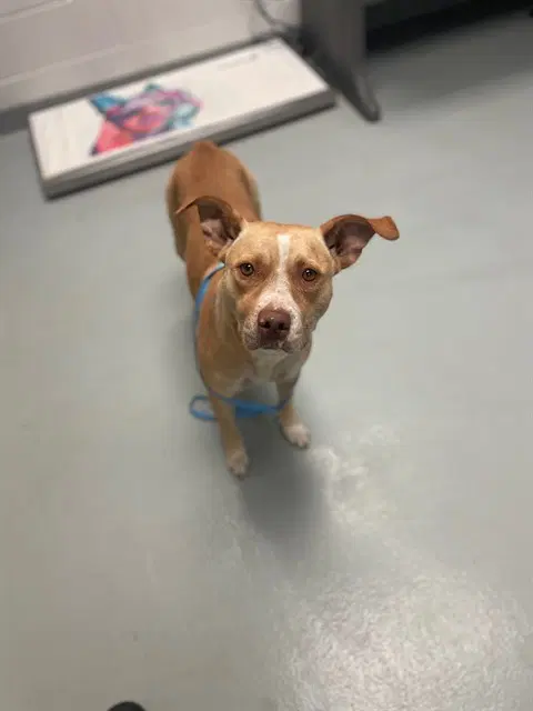 Bella - Pit Bull Terrier