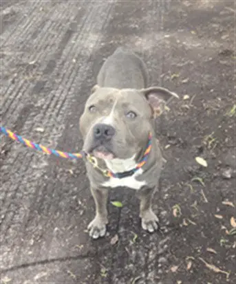 Bubbles - Pit Bull Terrier