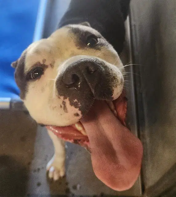 Scrappy - Pit Bull Terrier