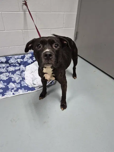 Raven - Staffordshire Bull Terrier