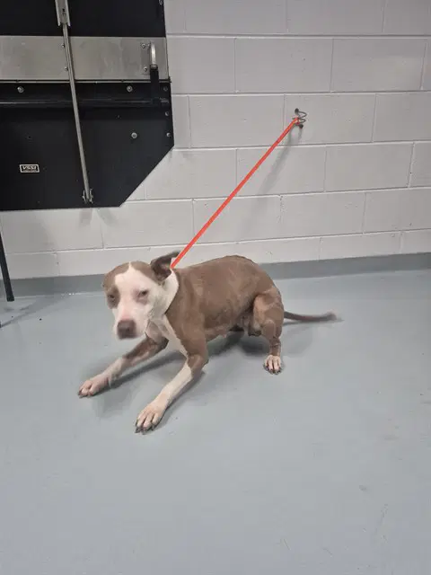 Tulip - Pit Bull Terrier
