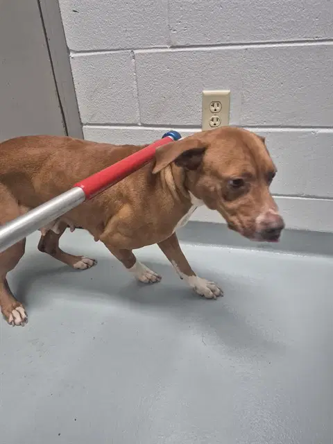 Posey - Pit Bull Terrier