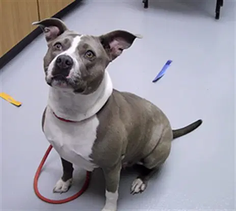 Millie - Pit Bull Terrier