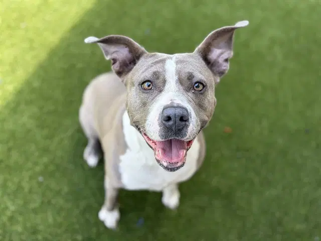 Millie - Pit Bull Terrier