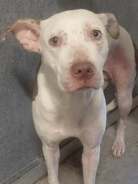 Raishan - Pit Bull Terrier