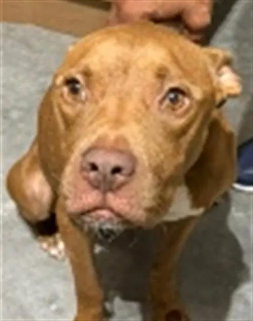 Ginger - American Staffordshire Terrier