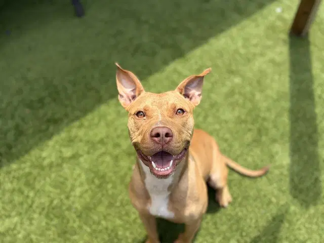 Hazel - Pit Bull Terrier
