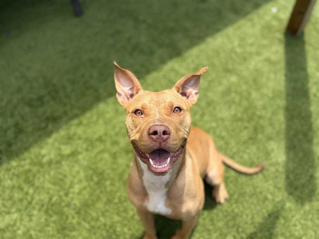 Hazel