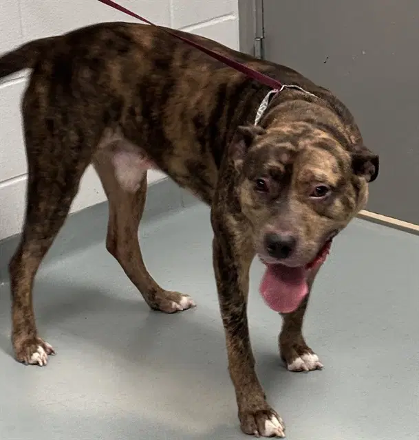 Carver - Pit Bull Terrier