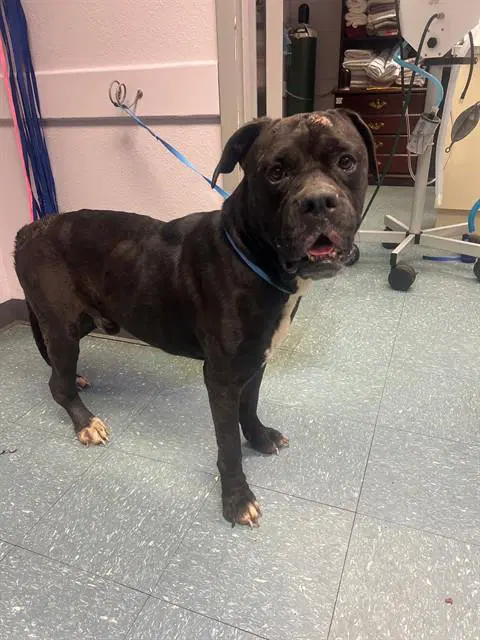 Dozer - Cane Corso Mastiff