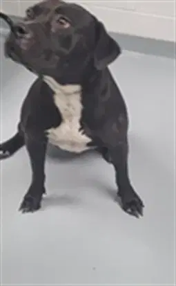 Pandora - Pit Bull Terrier