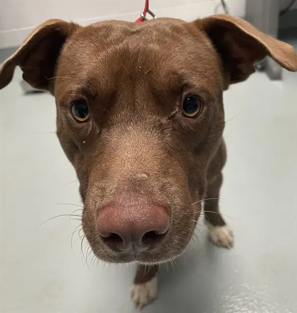 Tucker - American Pit Bull Terrier