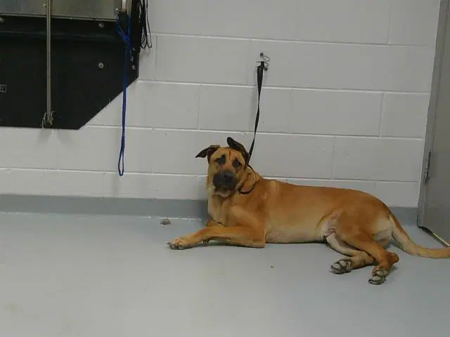 Skippy Doo - German Shepherd Dog