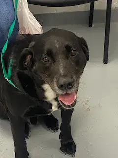 Mater - Labrador Retriever