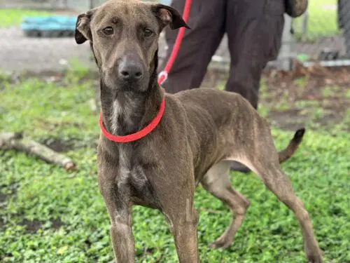 Mocha - Whippet