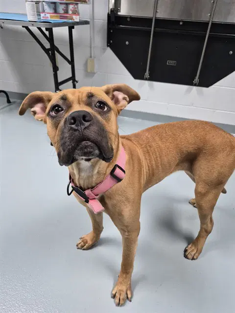 Nola - Mastiff