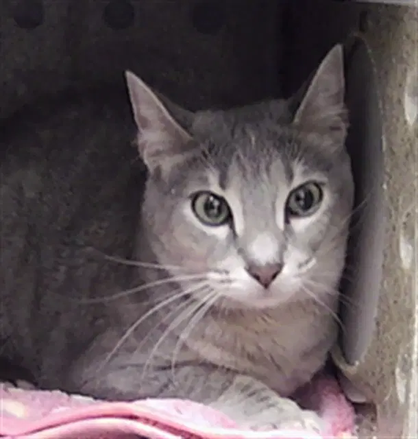 Fairy - Domestic Short Hair