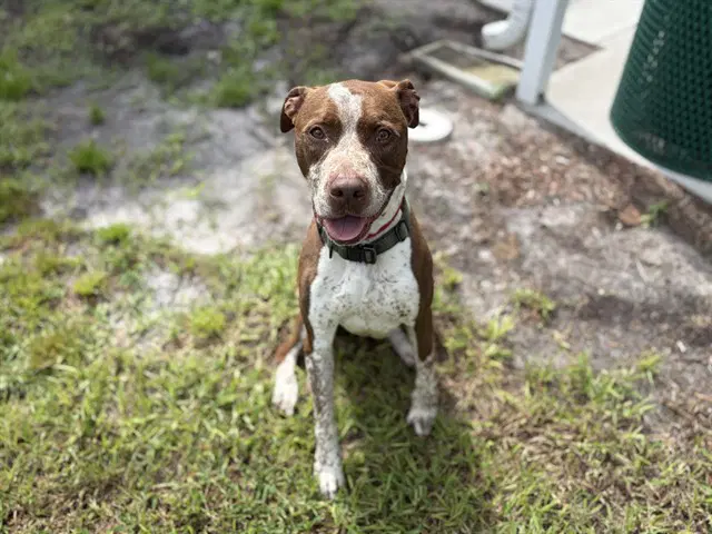 Skittles - Pit Bull Terrier