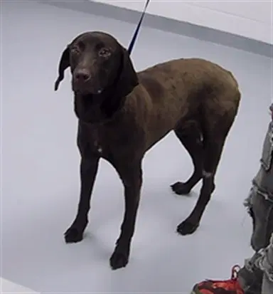 Eagle - Labrador Retriever
