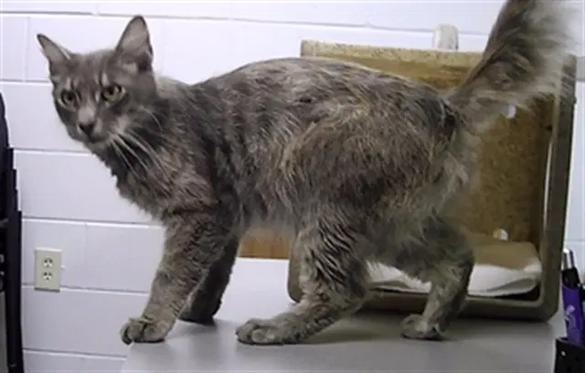 Thor - Domestic Medium Hair