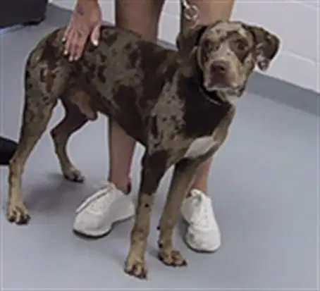 Guppy - Catahoula Leopard Dog