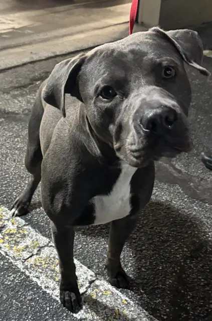 Ken - Pit Bull Terrier