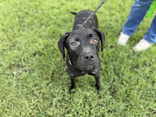 Stella - Labrador Retriever