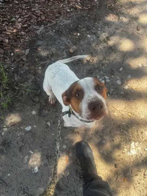 Snoopy - Pit Bull Terrier
