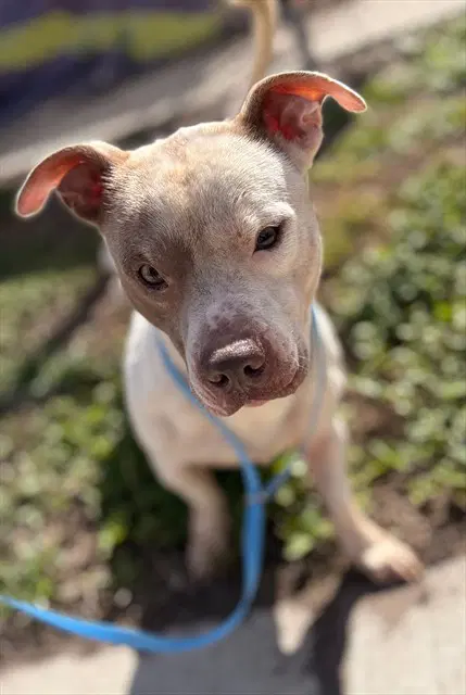 Snow - Pit Bull Terrier