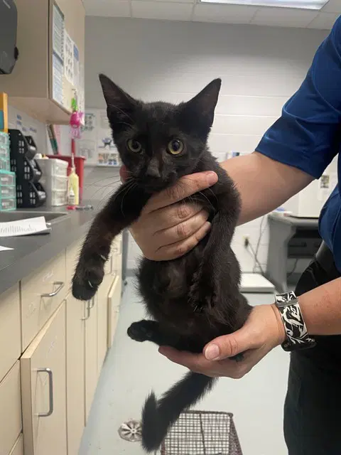 Gertrude - Domestic Short Hair