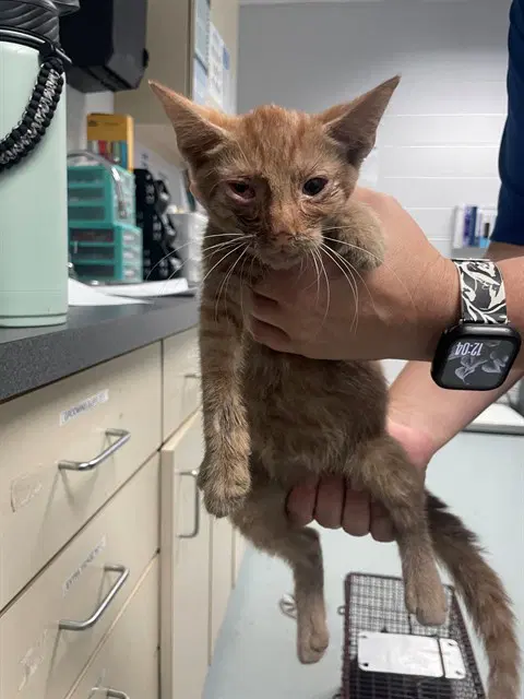 Omalley - Domestic Short Hair