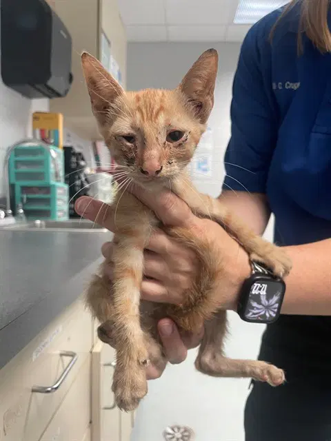 Randall - Domestic Short Hair