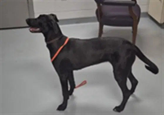 Magnolia - Labrador Retriever