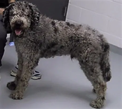Max - Poodle (Standard)