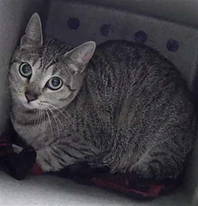 Lil Bit - Domestic Short Hair