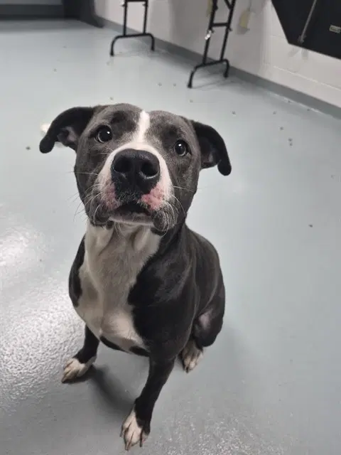 Marisol - Pit Bull Terrier