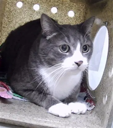 Cybermat - Domestic Short Hair