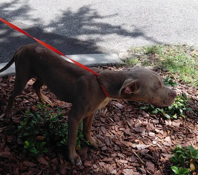 Whiskey - Pit Bull Terrier
