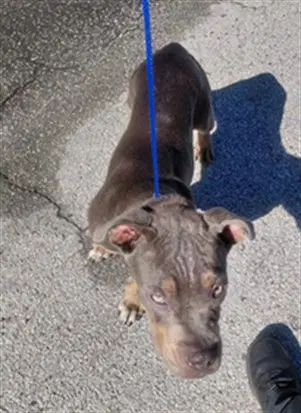 Jam - Staffordshire Bull Terrier