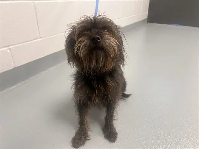 Oil - Terrier