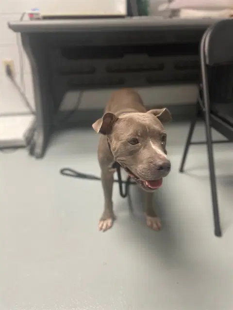 Maple - Pit Bull Terrier