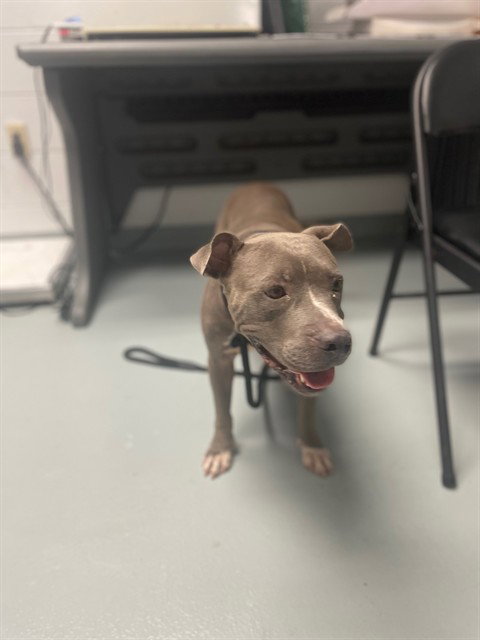 MAPLE, a dog for adoption from Osceola County Animal Services