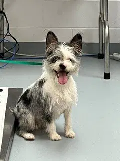 Tizzy - Terrier